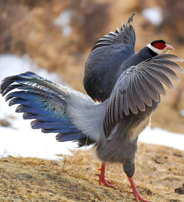 Tibetan Plateau Birding Tour Review: Himalayan Monal & Pheasants