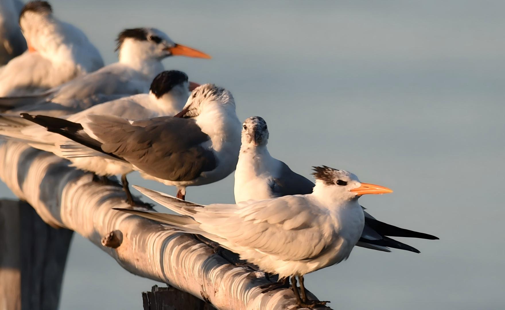 橙嘴凤头燕鸥（英文名：Royal Tern，学名：Thalasseus maximus） (3).jpg