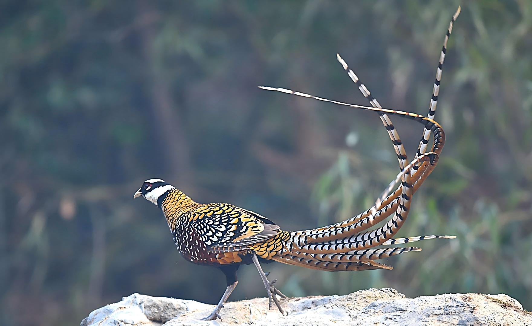 White-crowned Long-tailed Pheasant at Dongzhai, China