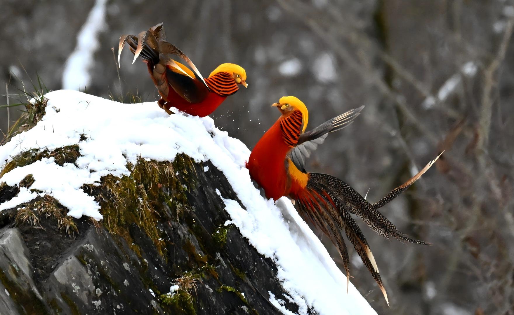 Golden Pheasant male at Dongzhai, China pheasant photography