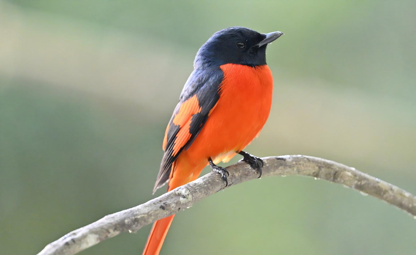 Scarlet Minivet at Emeifeng, Southeast China forest birding