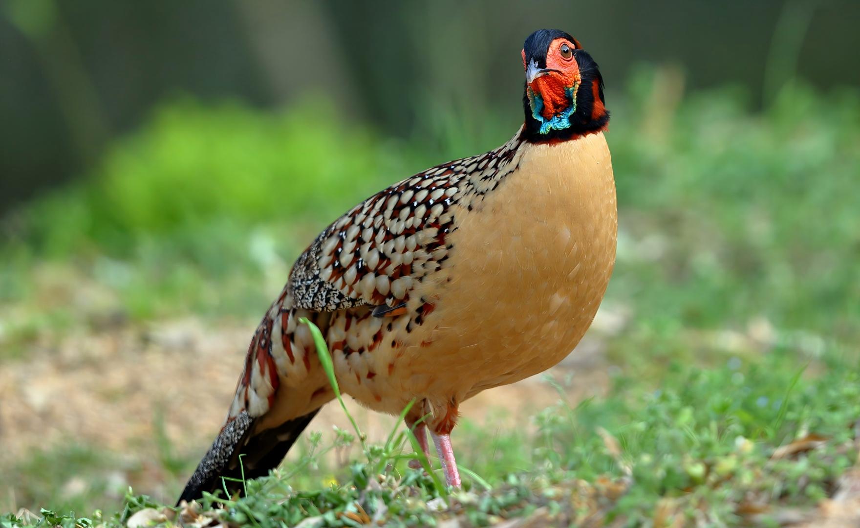 Cabot’s Tragopan at Emeifeng, East China pheasant tour