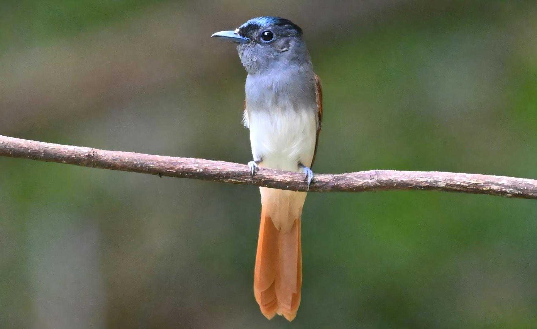Asian Paradise Flycatcher at Dongzhai, China birding tour