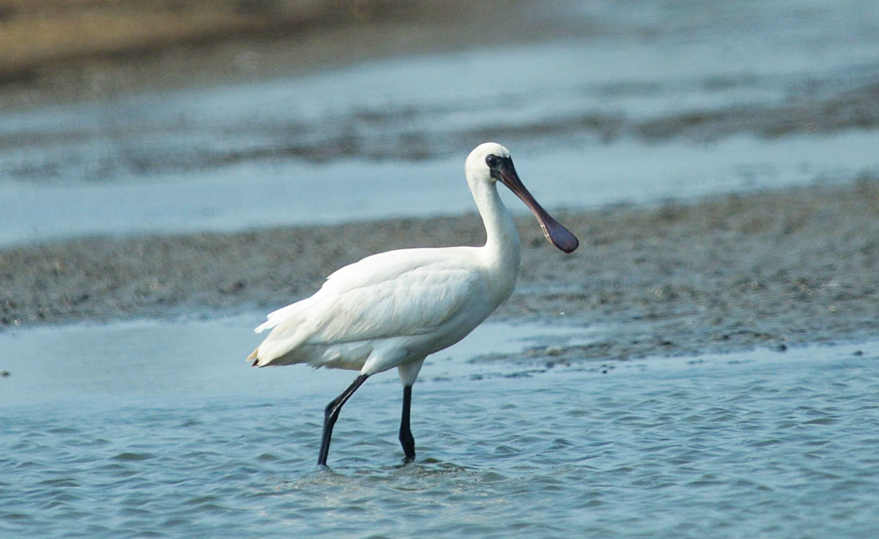 Black-faced Spoonbill at Rudong coastal wetlands, China