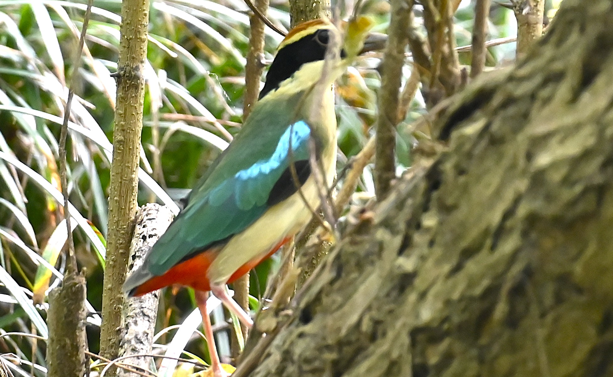 Fairy Pitta at Emeifeng, East China forest birding