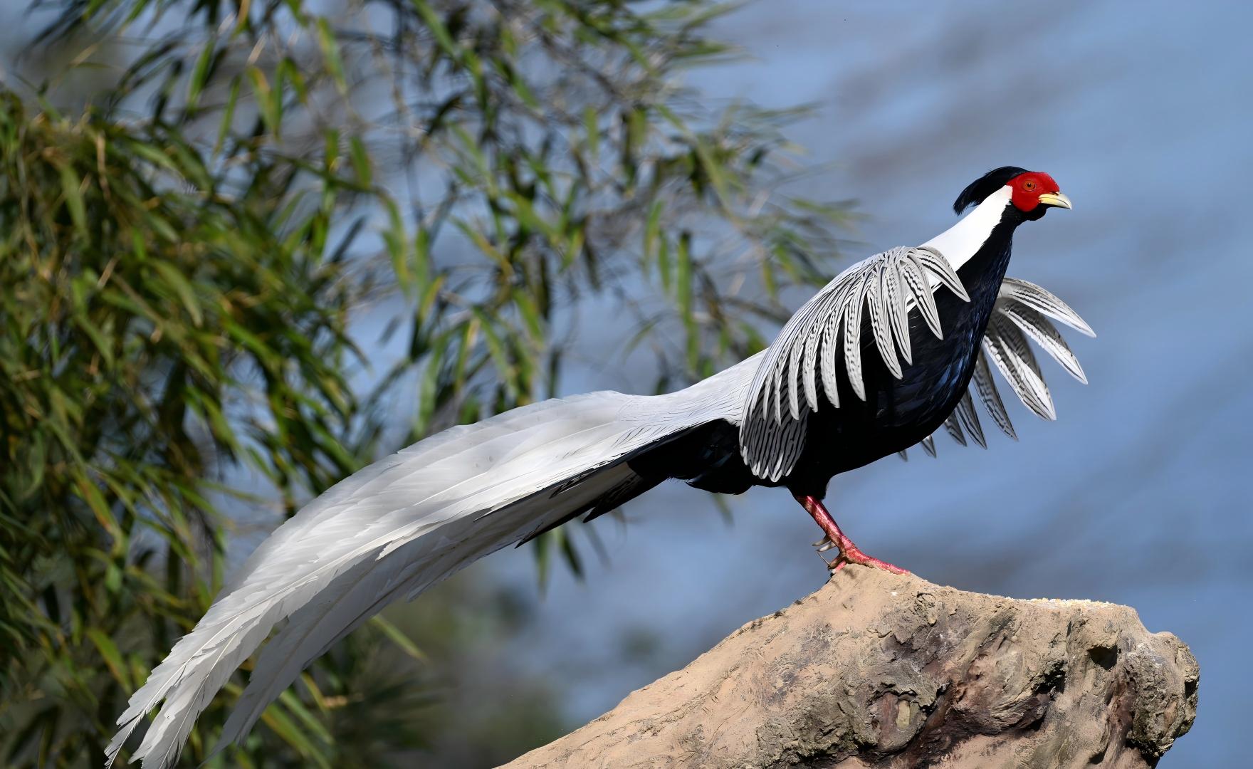 Silver Pheasant at Emeifeng, China birding tour