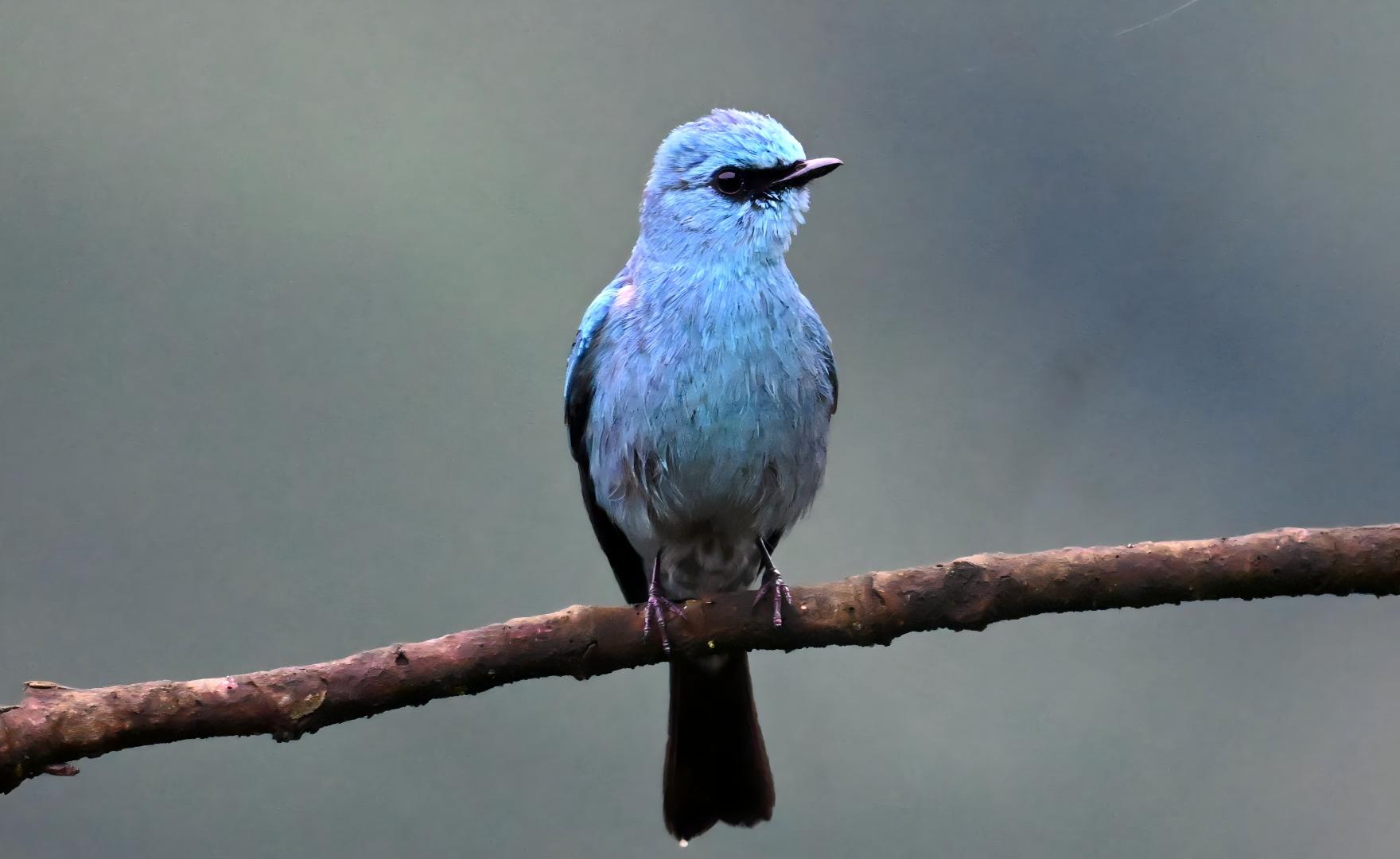 Verditer Flycatcher at Emeifeng, East China birding