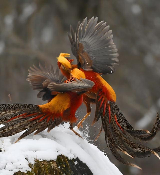 Superb Pheasant Photography Tour in China | China Wildlife Tour