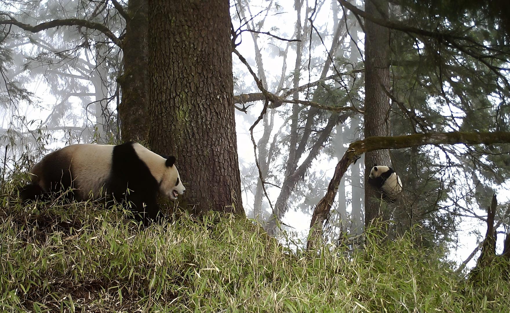 wild-giant-panda-mother-cub-camera-trap-wolong.jpg.jpg