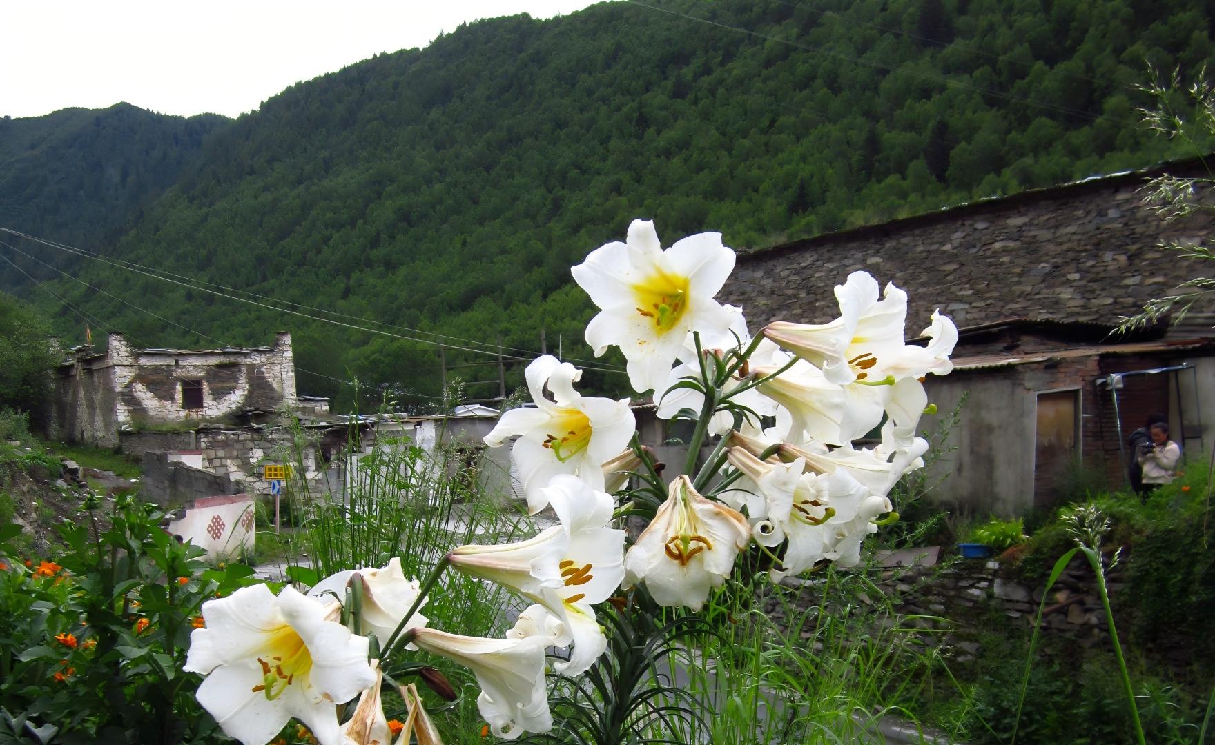 Lilium regale E.H. Wilson, Wilson’s Lily, Min River Valley, Sichuan, China