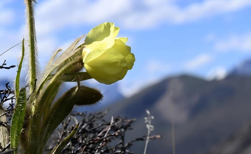 Meconopsis integrifolia in bloom at high altitude, Sichuan, China