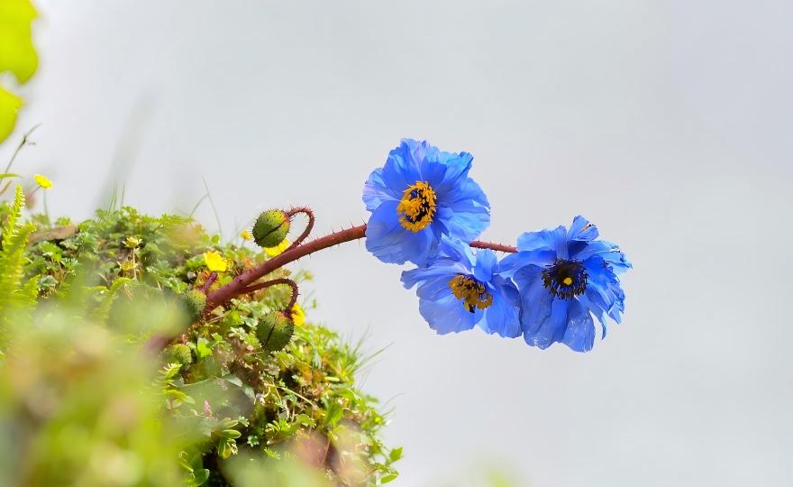 Meconopsis latifolia in western Sichuan alpine meadow, China