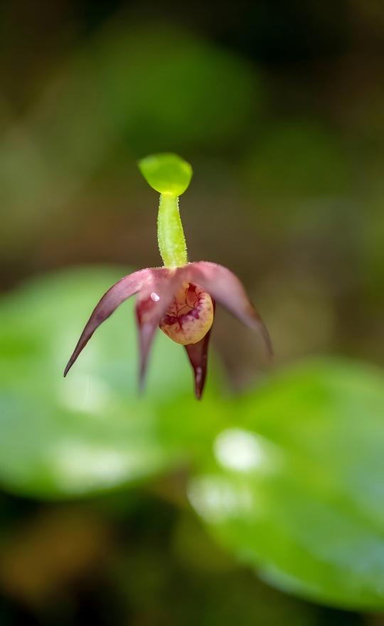Cypripedium balangshanense, endangered endemic orchid of Balang Mountain, Sichuan, China