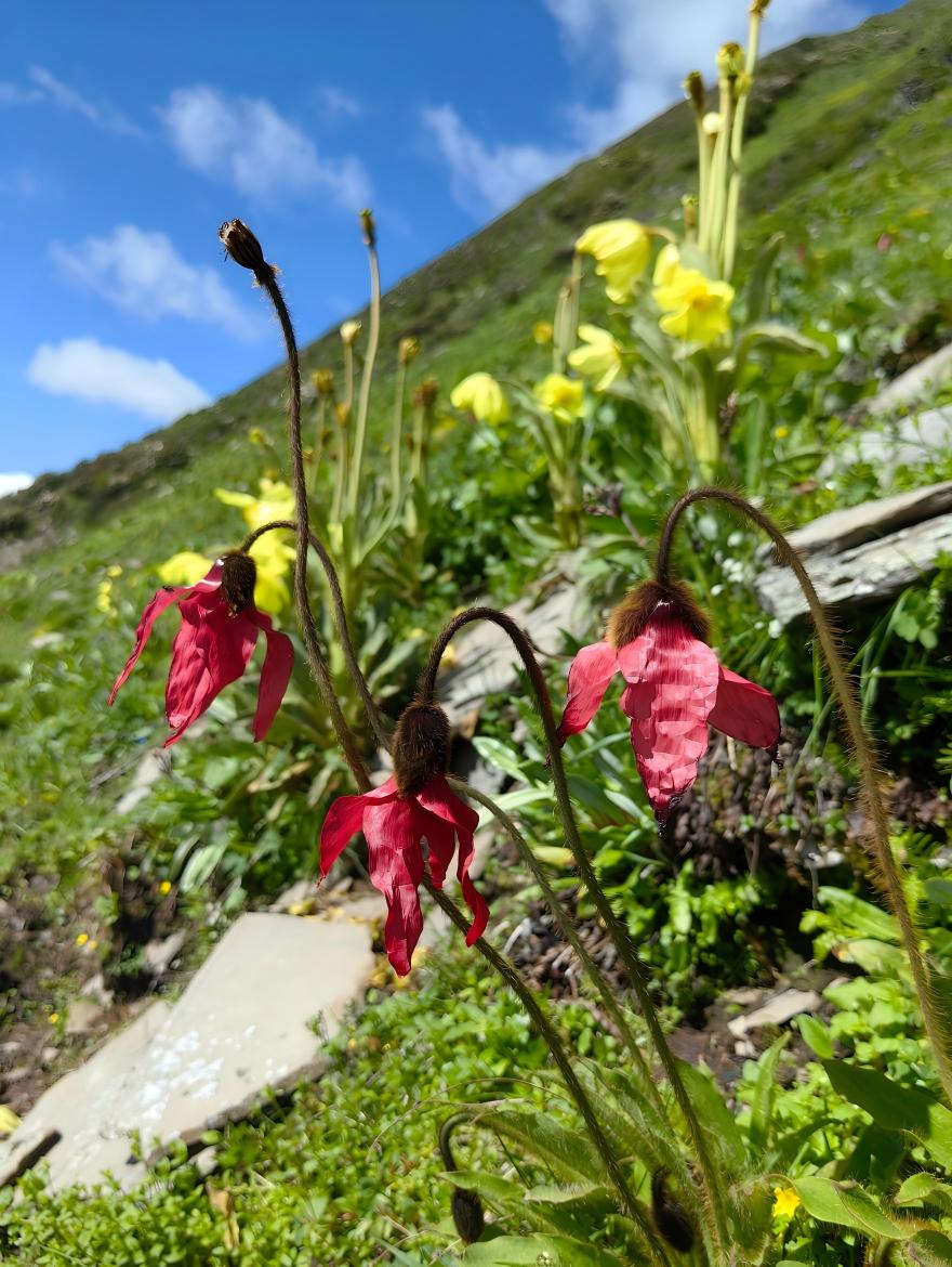 Meconopsis punicea in foreground with Meconopsis integrifolia colony on alpine meadow and blue sky, Hengduan Mountains, Yunnan, China