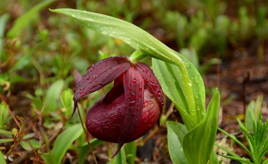 Cypripedium spadiceum in forest understory at Bigu Tianchi, Xiaozhongdian, Yunnan, China