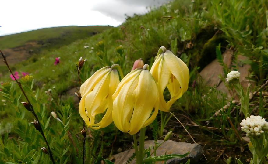 Notholirion bulbuliferum in alpine meadow, Hengduan Mountains, Yunnan, China