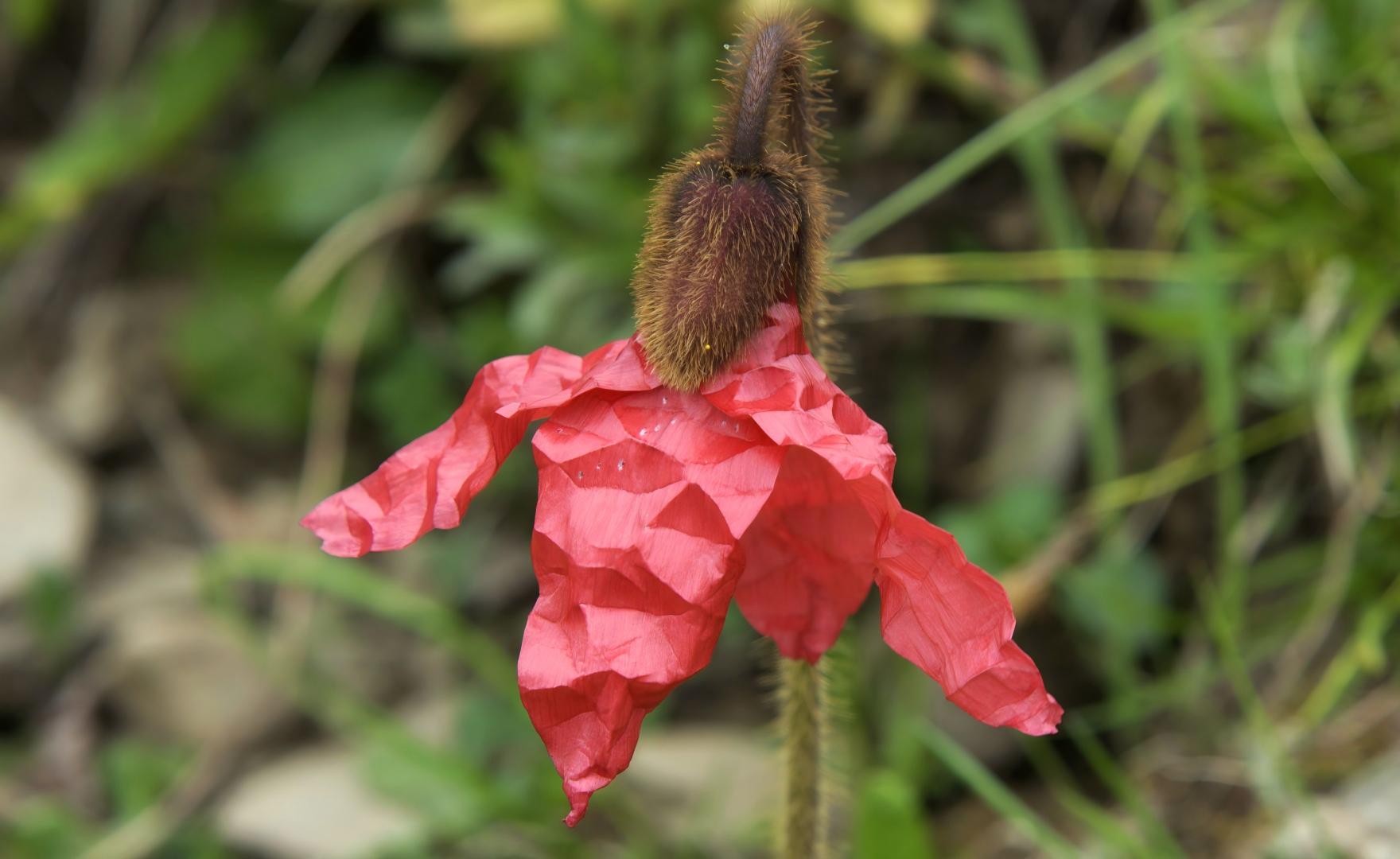Meconopsis punicea in bloom in western Yunnan, China