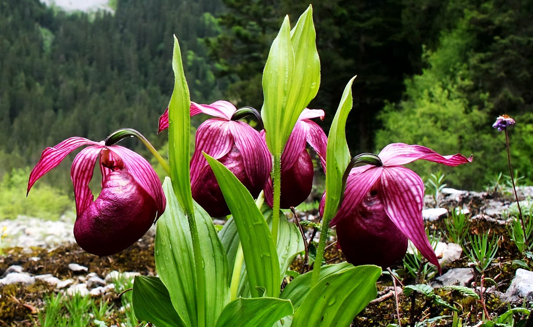 Cypripedium tibeticum at Bigu Tianchi, Xiaozhongdian, Yunnan, China
