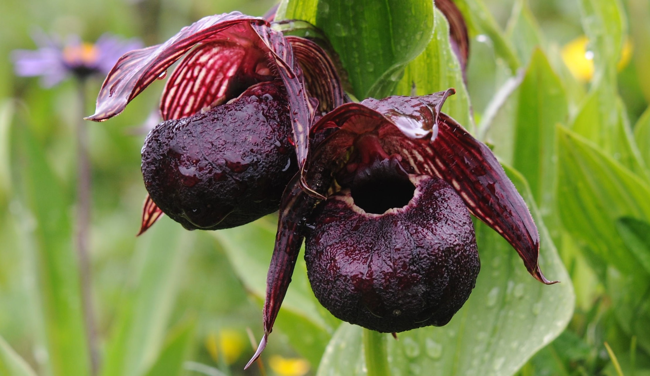 9-Day Yunnan Alpine Wildflower Tour Hengduan Mountains