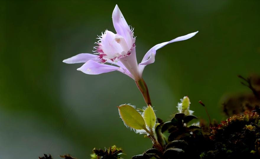 Pleione bulbocodioides pink flower with pseudobulb, limestone ground orchid, Guizhou