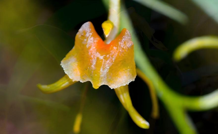 Liparis bootanensis sickle-shaped petals near stream, Xiaoqikong karst valley Guangxi