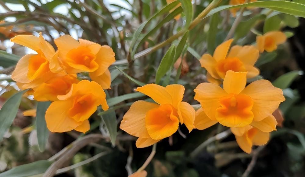 Dendrobium denneanum soft purple flowers, karst orchid habitat conservation, Guizhou