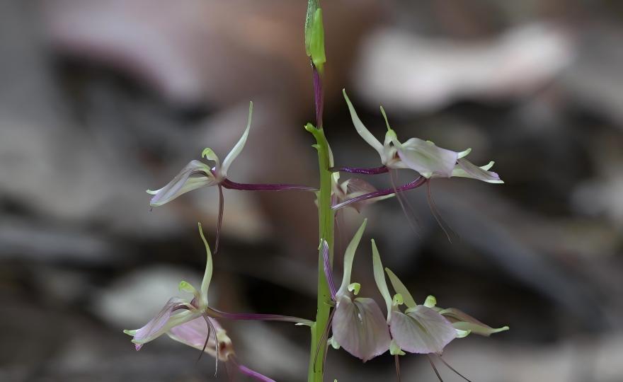 Liparis cathcartii flowers in karst forest trail, botanical tour Guizhou-Guangxi