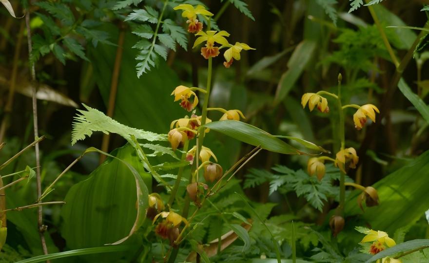 Calanthe tricarinata green-yellow flowers with three-lobed lip, Maolan karst limestone