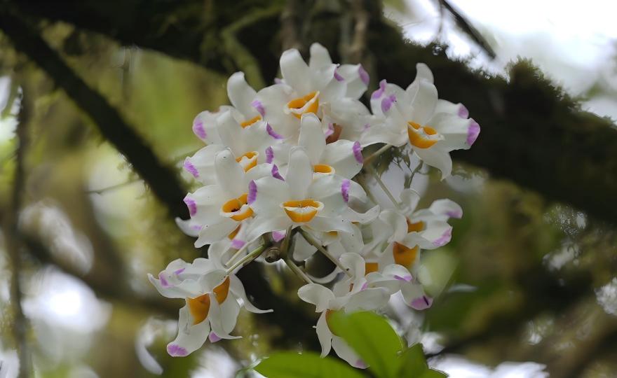 Dendrobium aurantiacum orange flowers on karst cliff face, Xingyi Guizhou