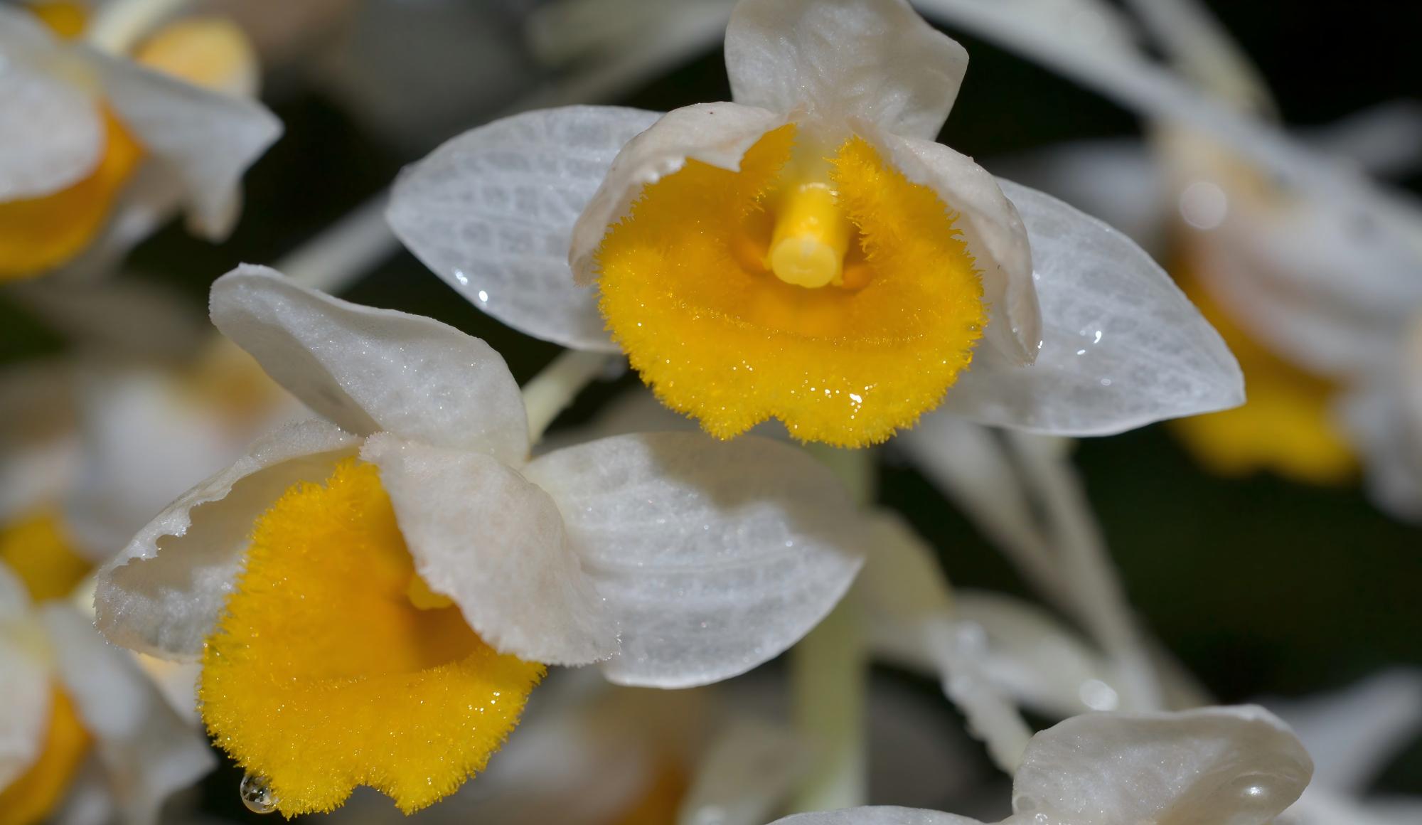 11-Day Karst Orchid Tour Guizhou-Guangxi