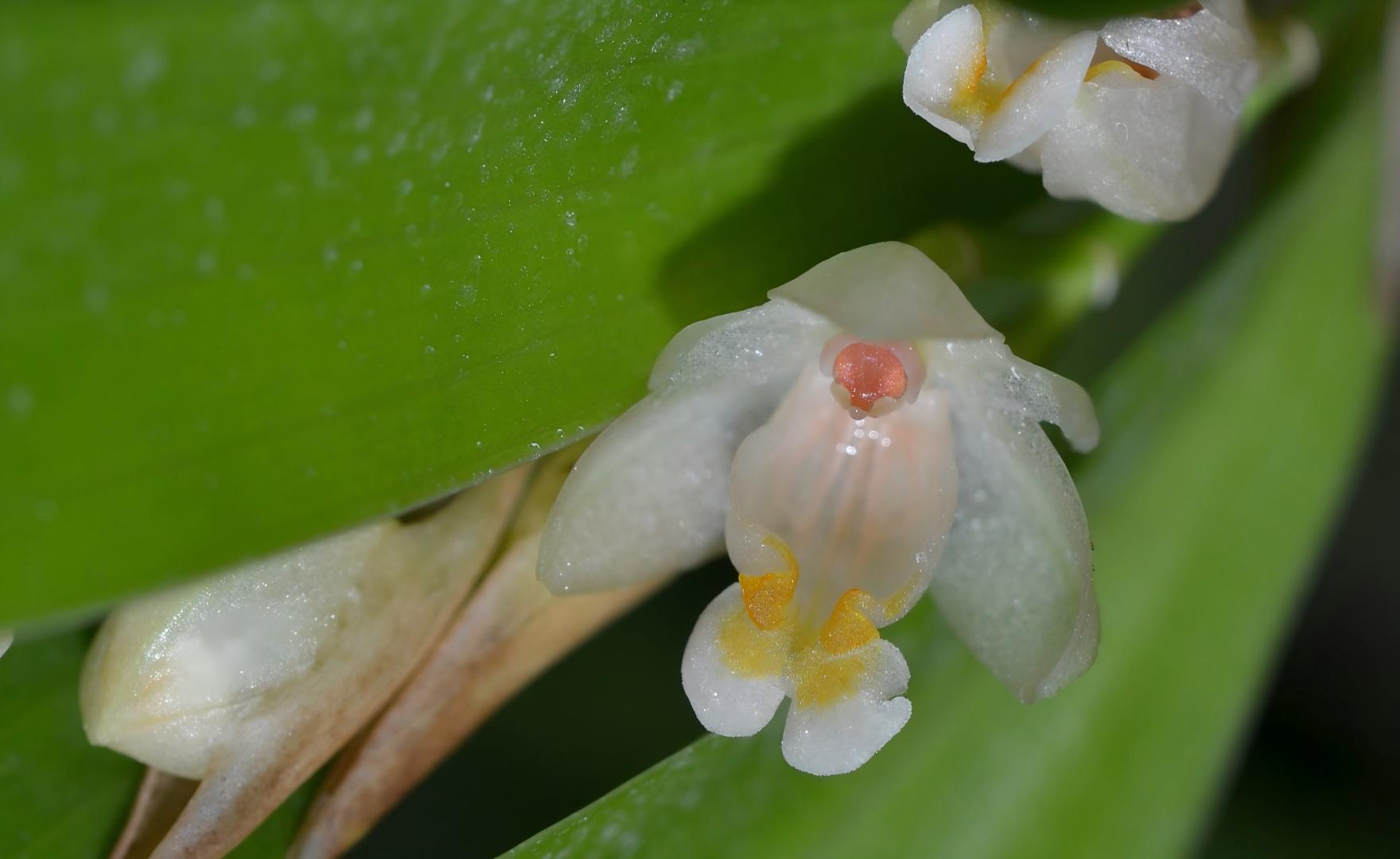 Pholidota articulata bamboo-joint pseudobulbs with flowers, limestone karst habitat, southern China