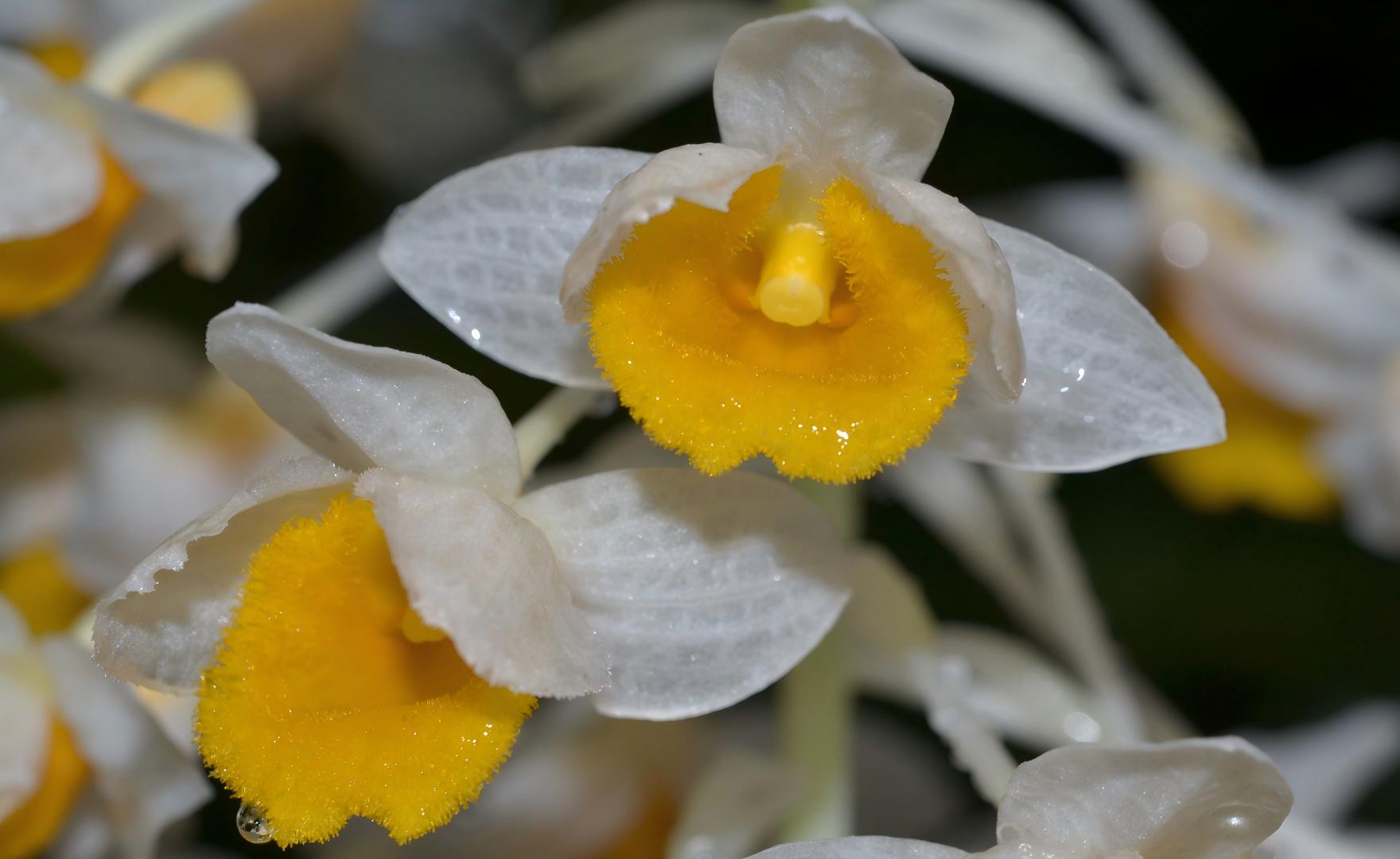 Dendrobium thyrsiflorum globular white-yellow inflorescence, Guangxi karst forest