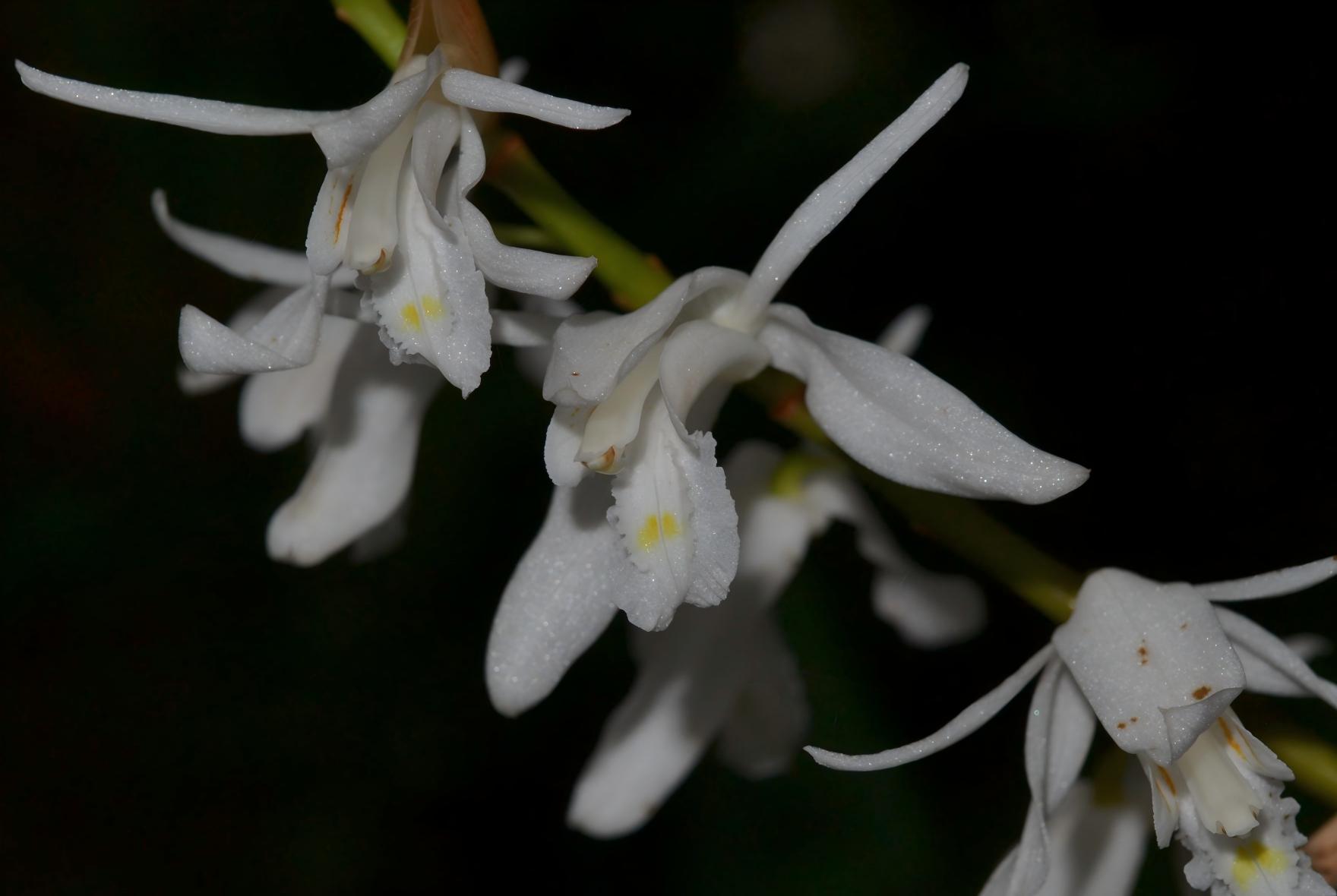 Coelogyne leungiana pure white flowers, limestone rock habitat, Guangxi karst