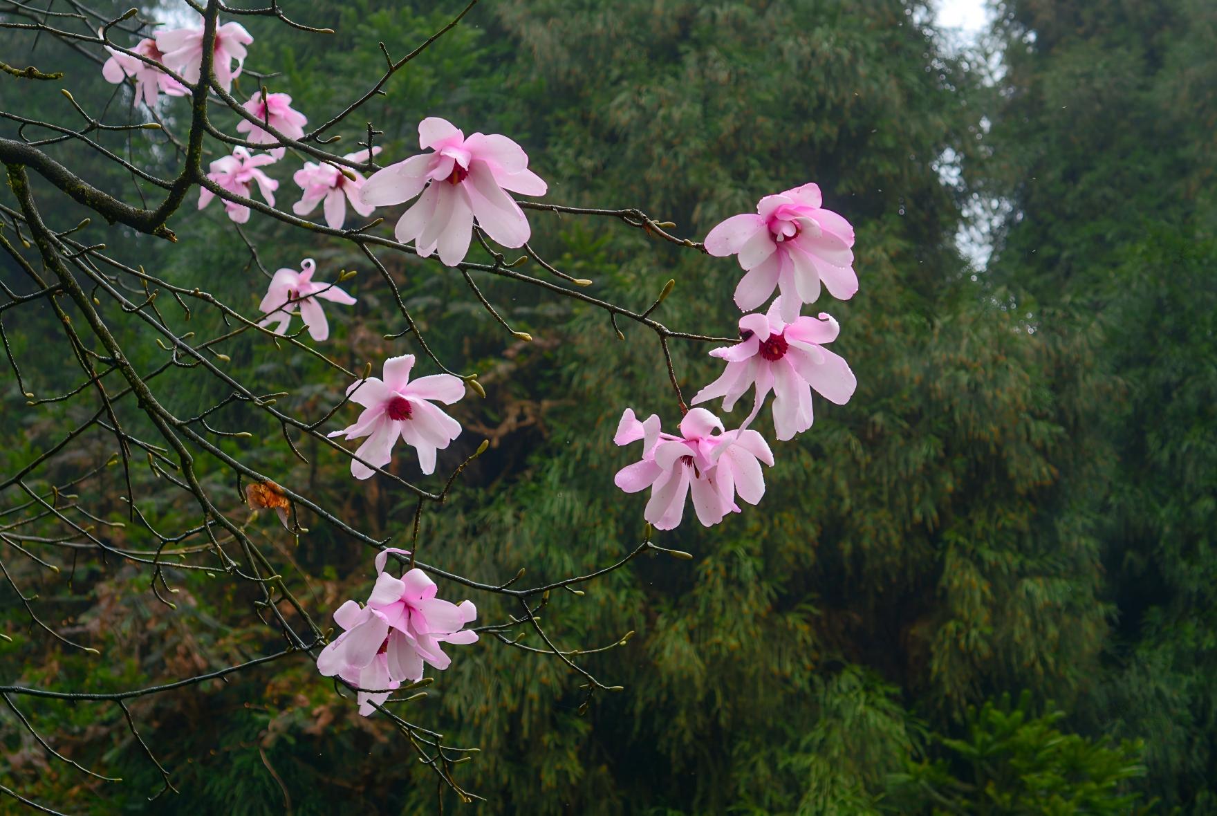 Magnolia sargentiana pink flowers in karst mountain forest, southern China