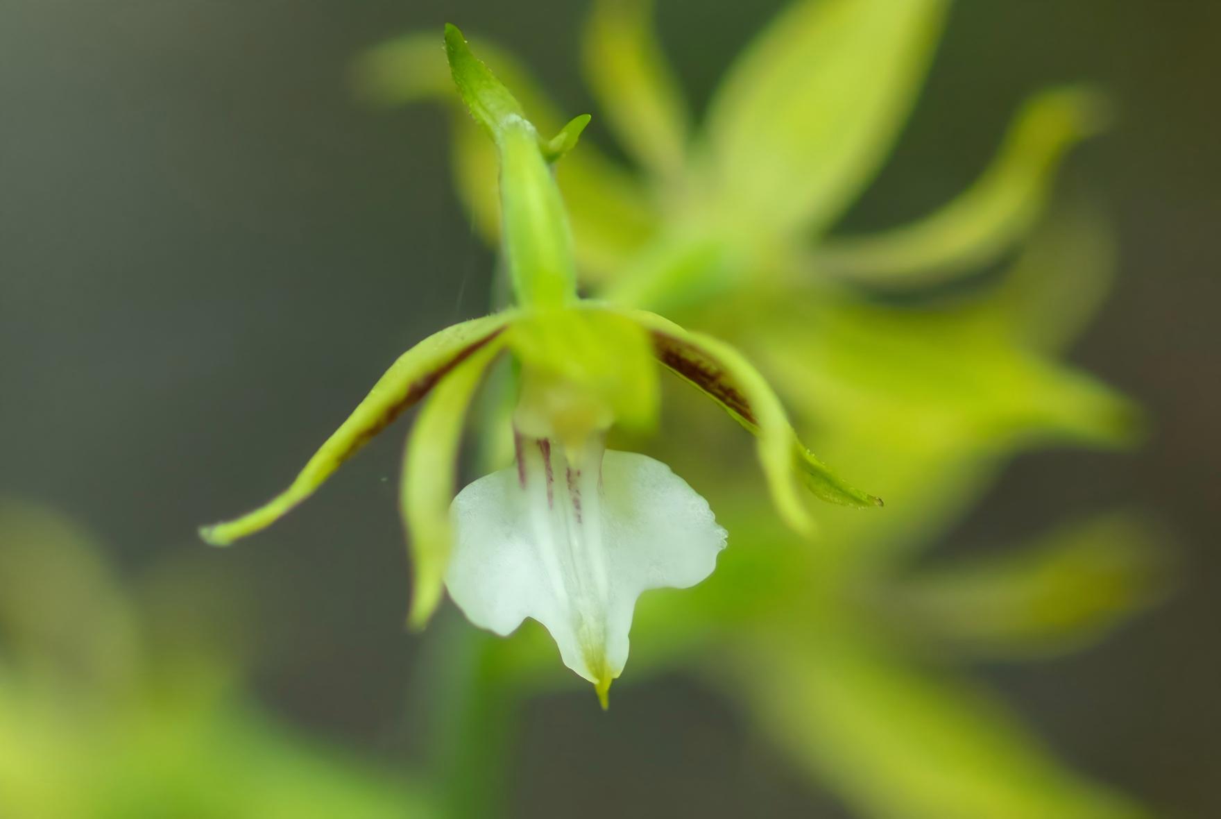 Calanthe graciliflora white flowers in shaded karst gully, Fanjing Mountain Guizhou