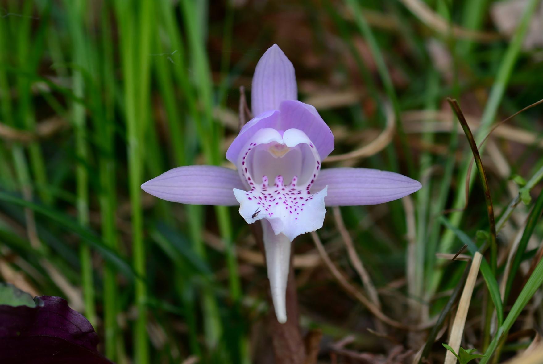 Changnienia amoena single pink flower, monotypic genus, Malin River Gorge Guizhou