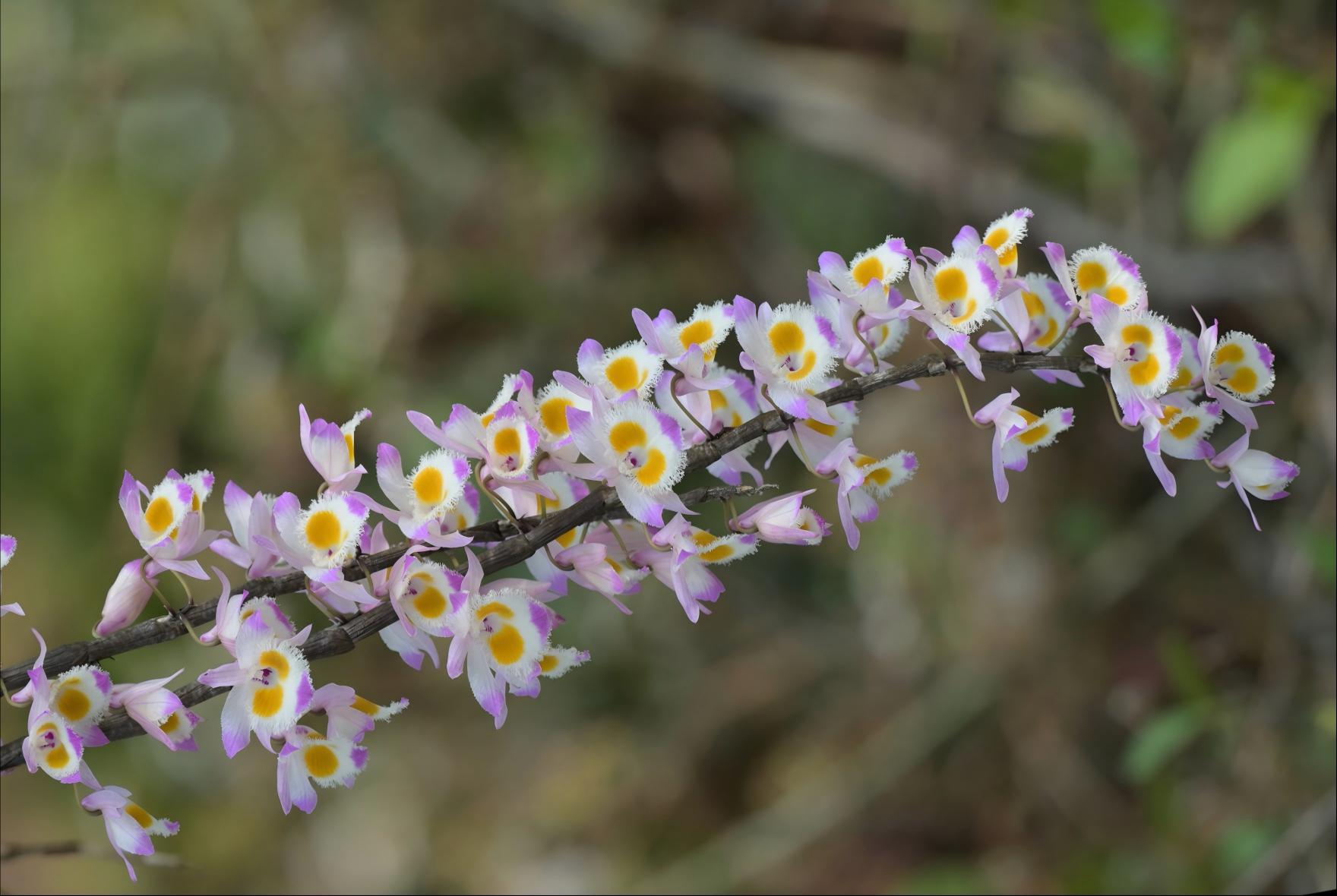 Dendrobium devonianum pink-purple flowers on karst tree trunk, Guizhou orchid