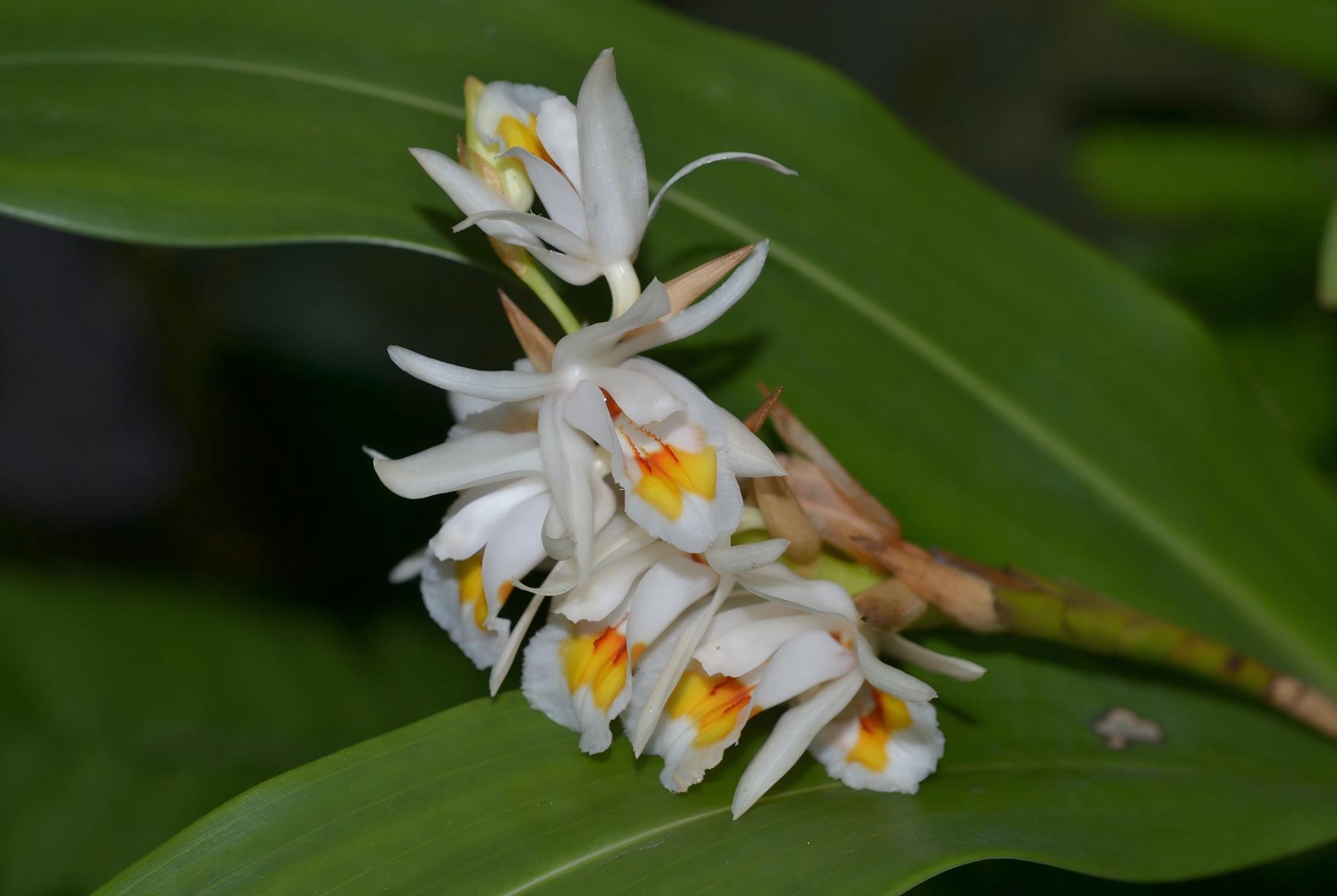 Coelogyne oculata eye-spot pattern on lip, Guizhou limestone karst forest