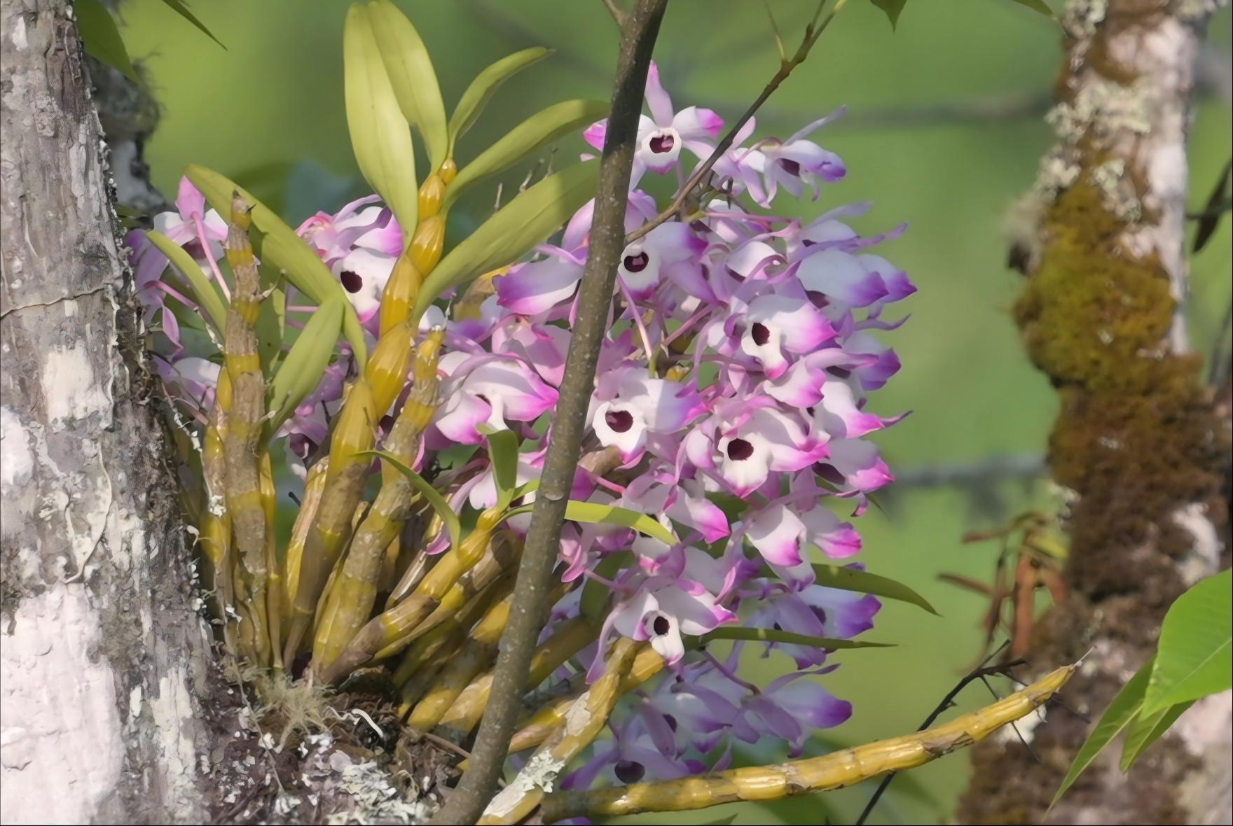 Dendrobium nobile golden flowers in natural karst habitat, Guizhou-Guangxi