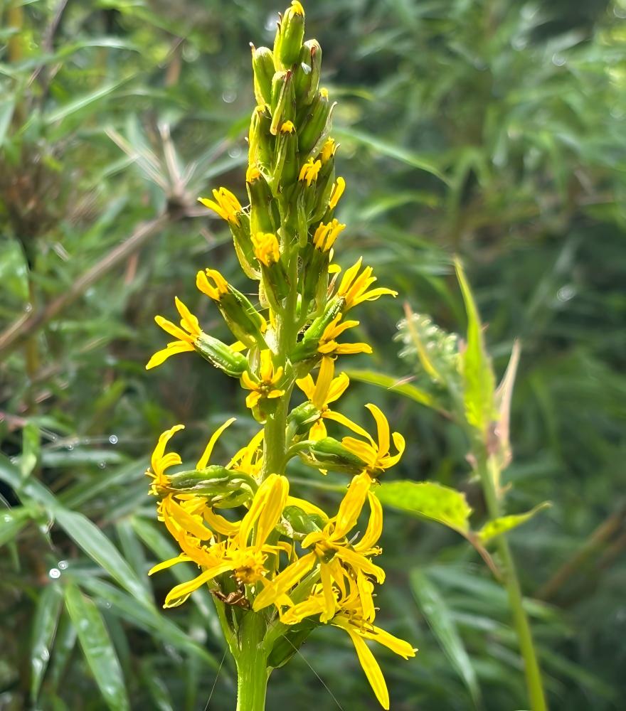 Tall yellow Ligularia flower spikes in mountain valley, Xinjiang wildflower photography