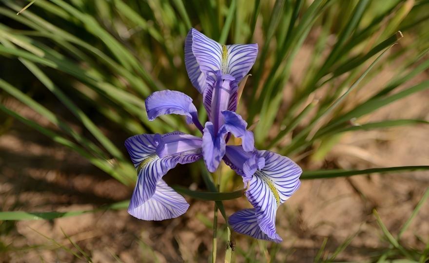 Blue-purple Iris tianschanica flowers with white stripes in alpine meadow, Tianshan Mountains wild iris