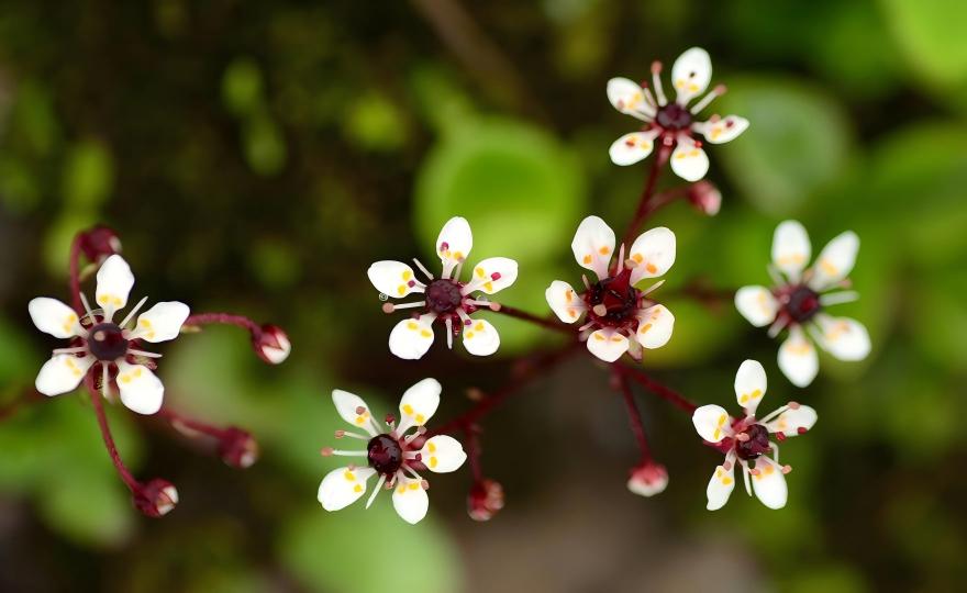 White Saxifraga melanocentra flowers with red stems on rocky alpine slope, Xinjiang