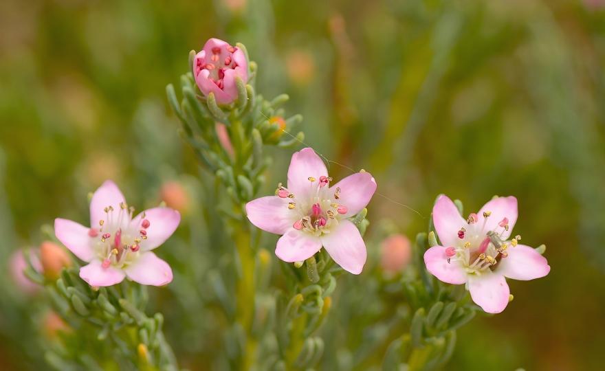 Pink Reaumuria soongarica flowers on desert shrub, Xinjiang desert flora