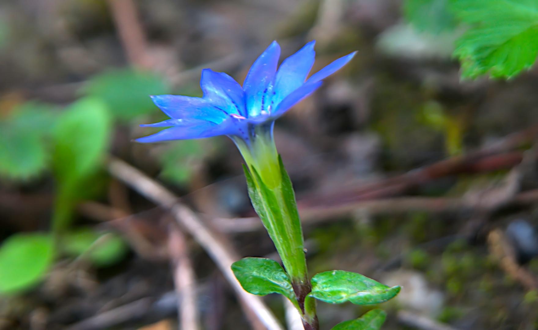 Blue and white Gentiana leucomelaena flowers in alpine grassland, Tianshan wildflowers