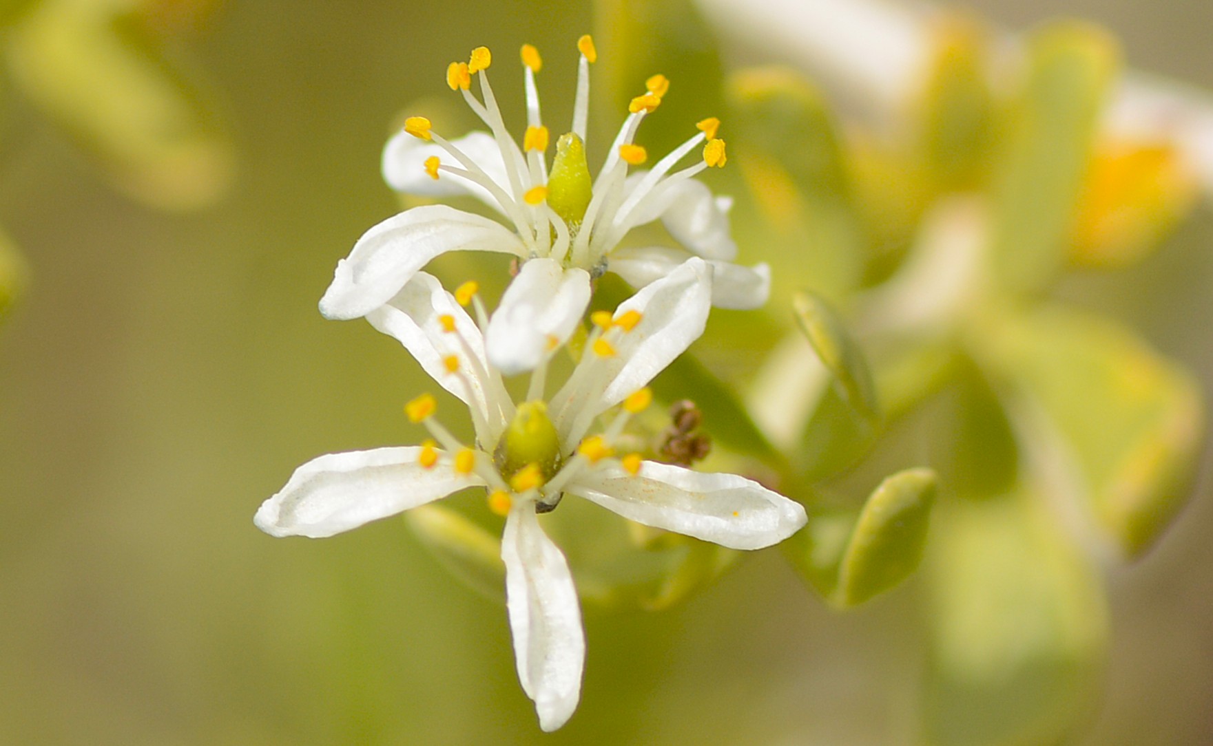 White Nitraria schoberi flowers on thorny desert shrub, Xinjiang desert plants