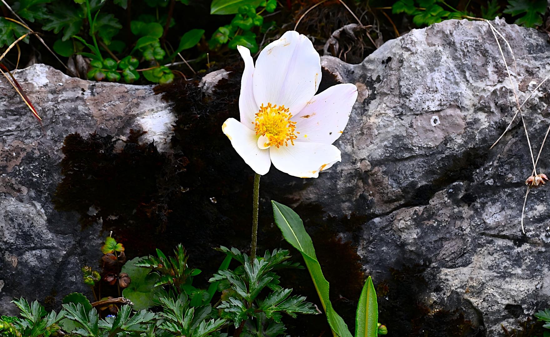 White Anemone rupestris flowers with yellow stamens on rocky slope, Xinjiang alpine flora