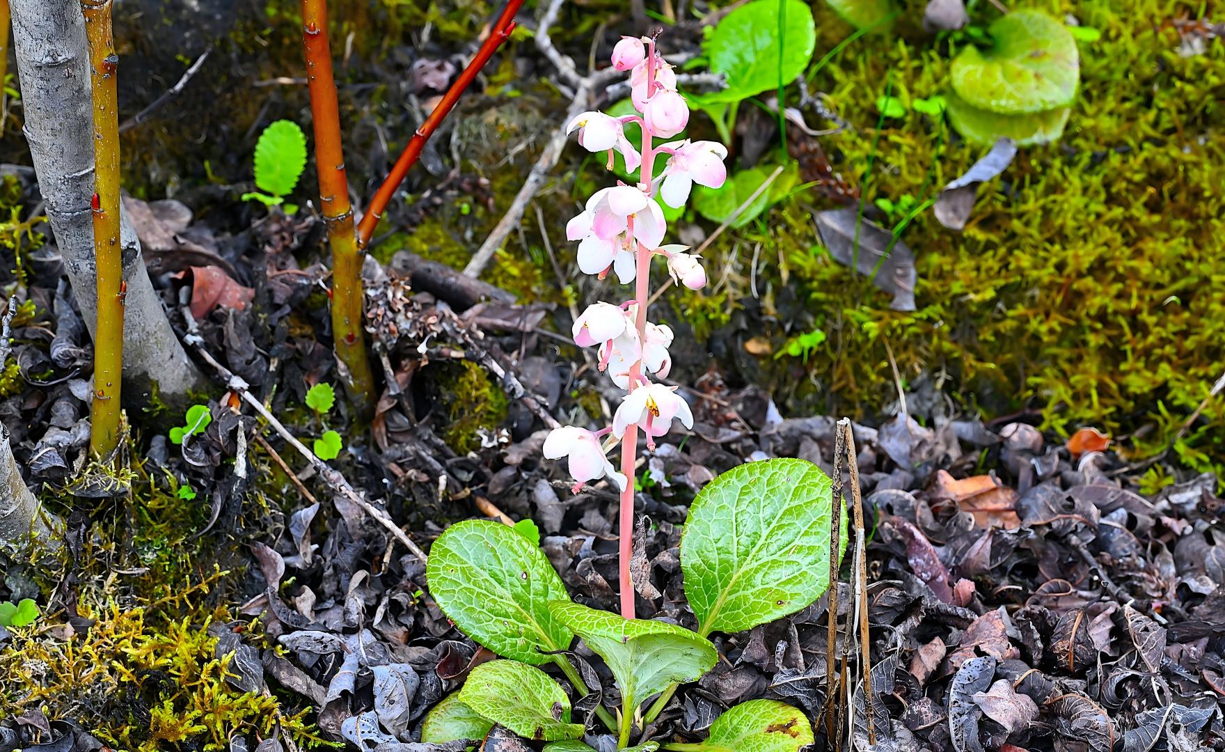 White Pyrola rotundifolia flowers on forest floor, Tianshan understory plants