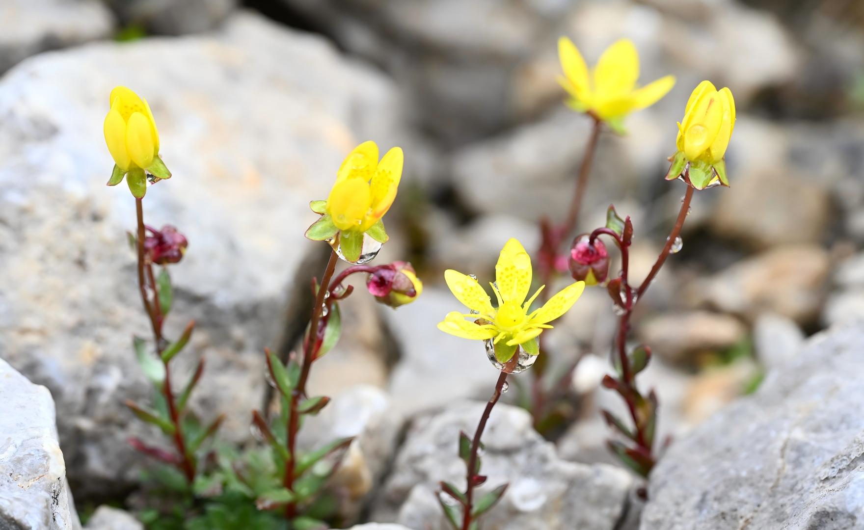 Yellow Saxifraga unguiculata flowers with red buds on rocky crevices, Pamir alpine plants