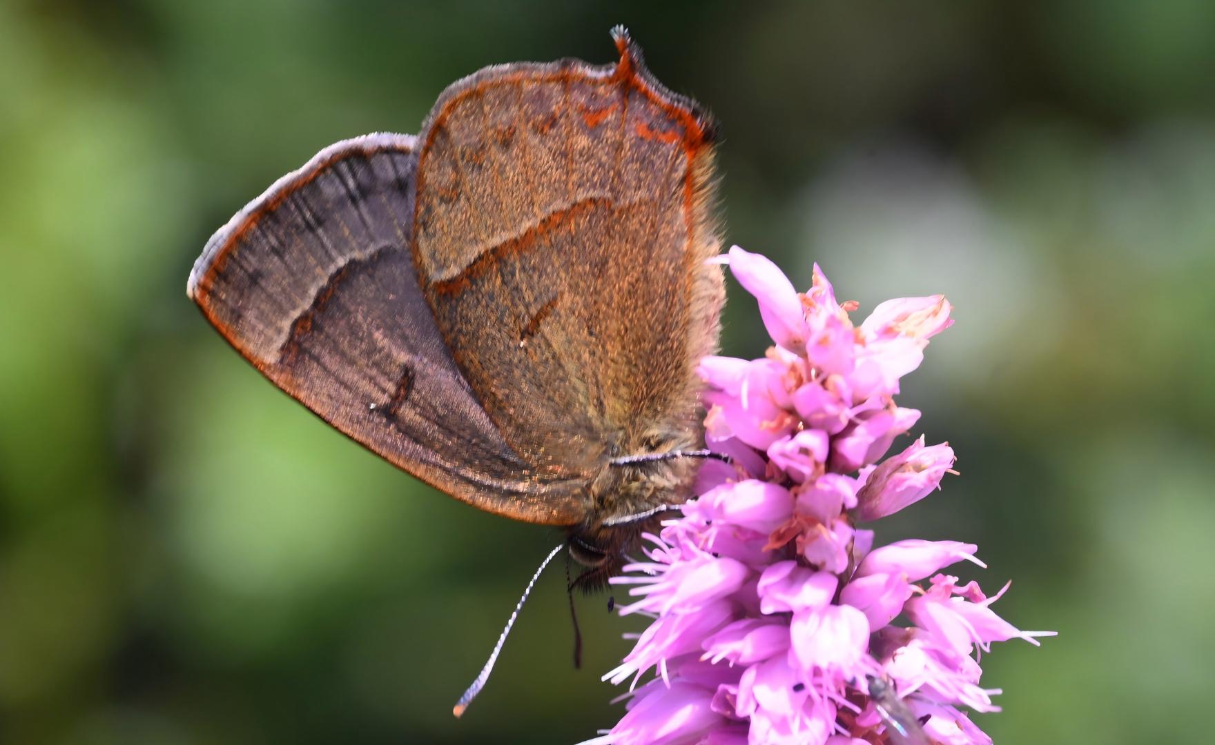Caerulea lycaenid butterfly on primrose flower, Yunnan alpine butterfly