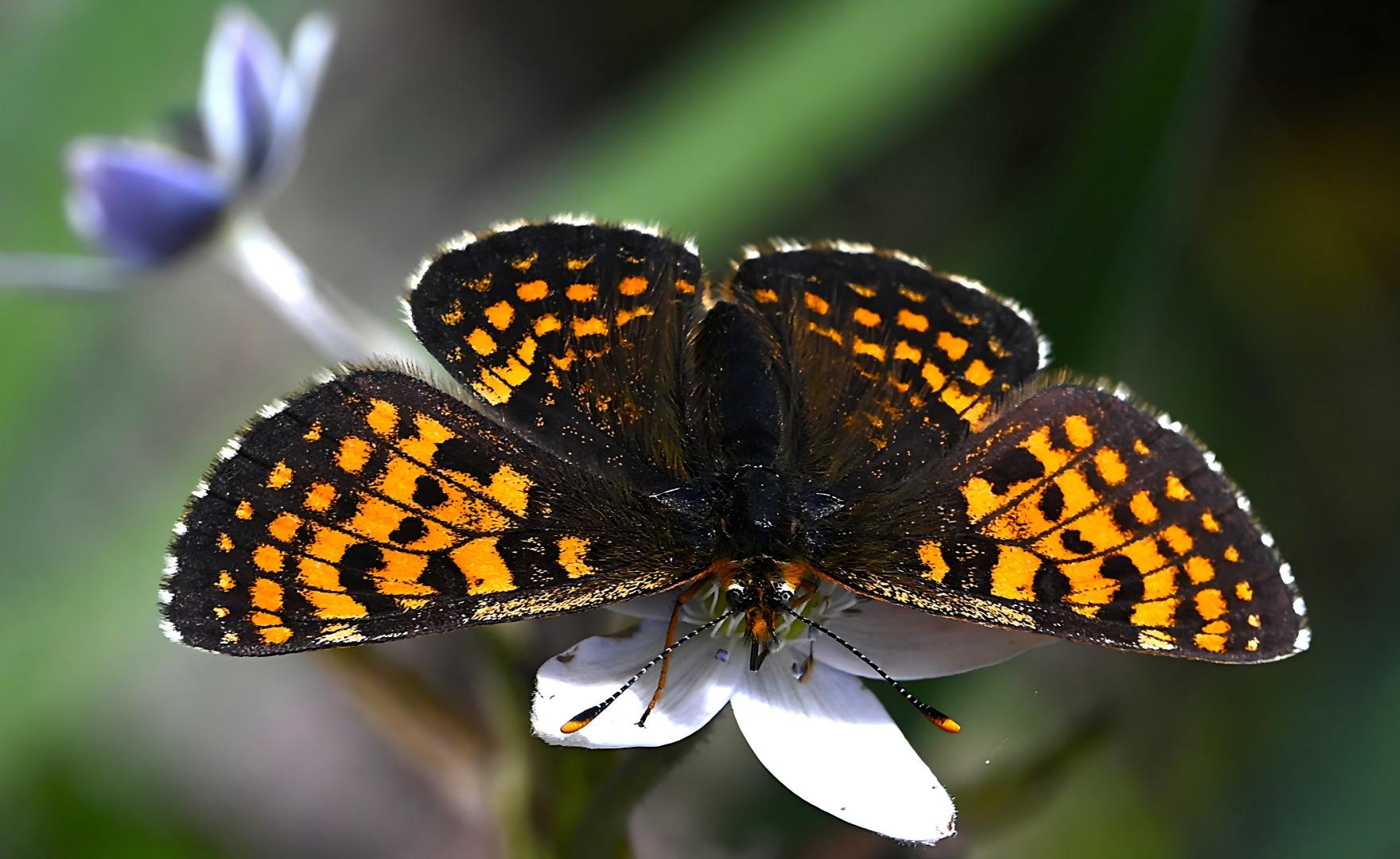 Chinese endemic nettle butterfly on white wildflower in forest, Yunnan